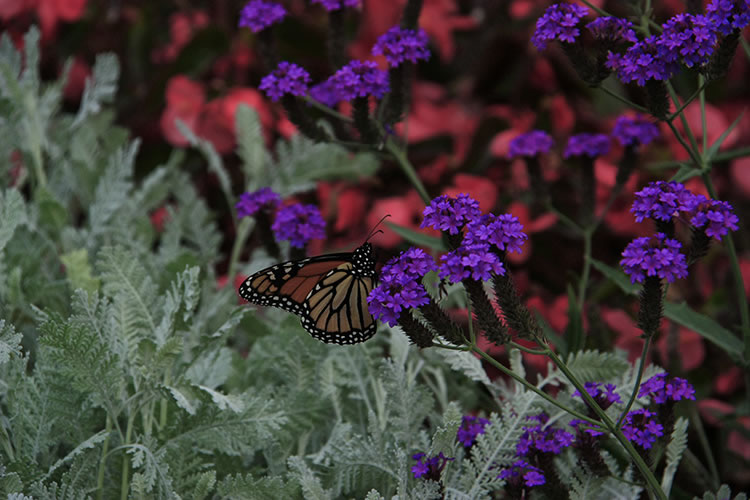 Botanical Gardens - flowers and butterfly