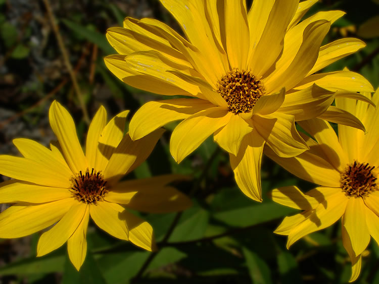 Yellow_Flower